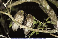 Ninox philippensis