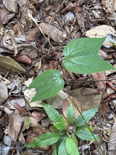 Passiflora costaricensis, photograph 6