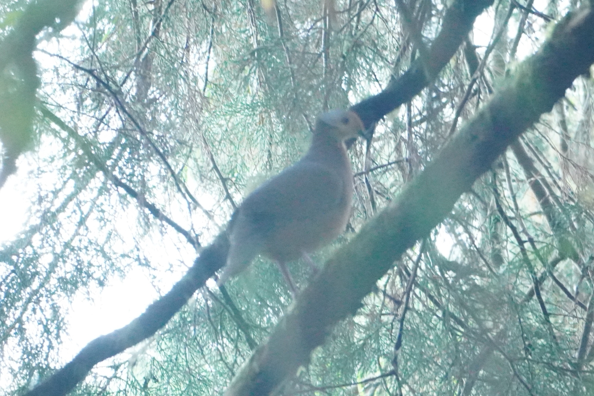 Lined Quail-Dove (Zentrygon linearis), photo 1