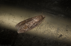 Acantholena siccella