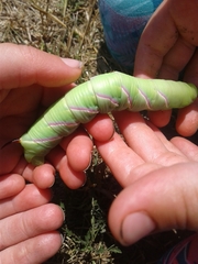 Sphinx drupiferarum