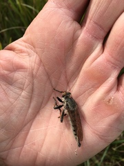 Promachus vertebratus