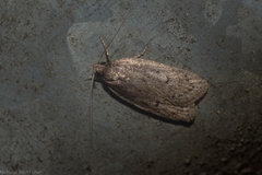 Acantholena siccella