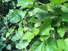 Cocculus carolinus