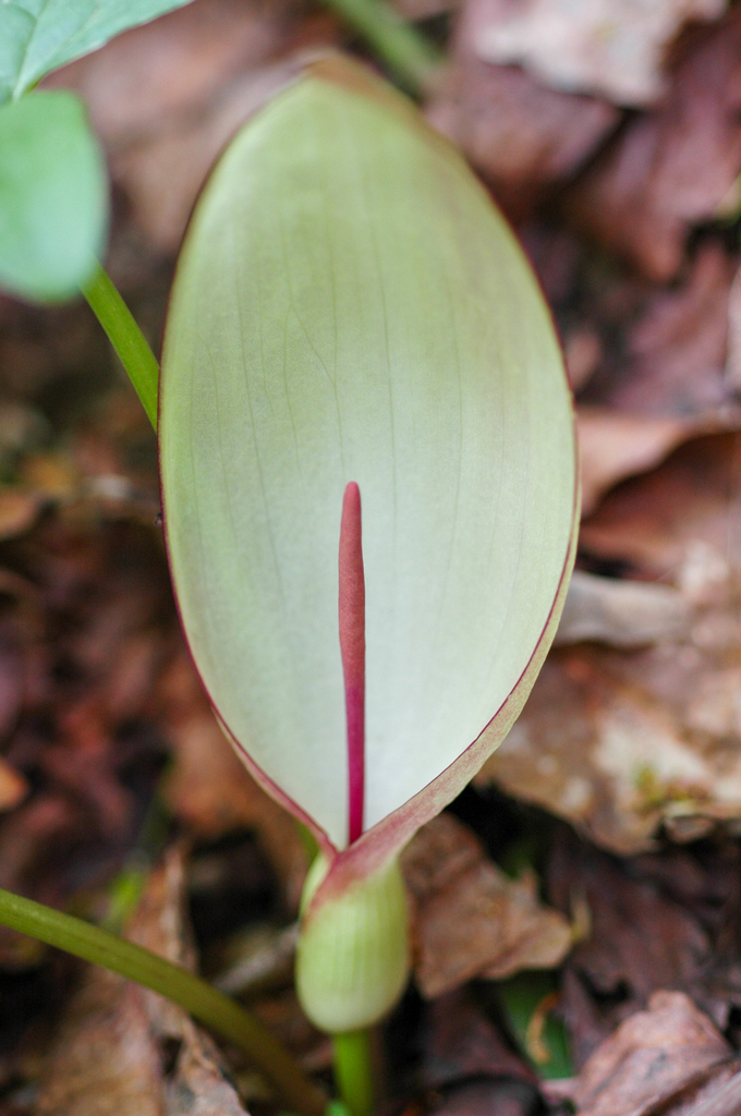 Arum megobrebi