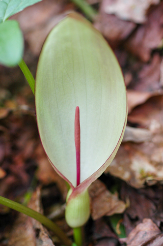 Arum megobrebi