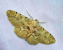 Iridopsis larvaria