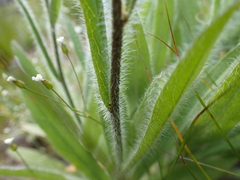 Hieracium cynoglossoides