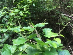 Cocculus carolinus