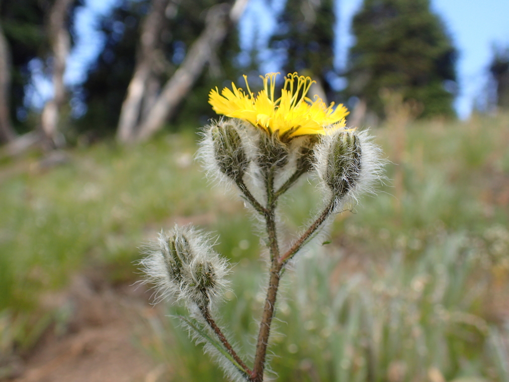 Houndstongue Hawkweed