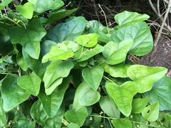 Cocculus carolinus