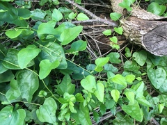 Cocculus carolinus