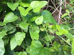Cocculus carolinus