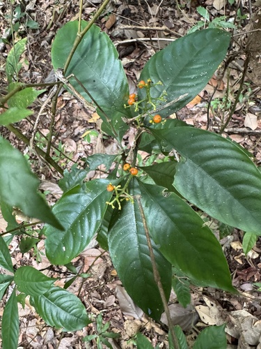Foto de Café-de-bugre