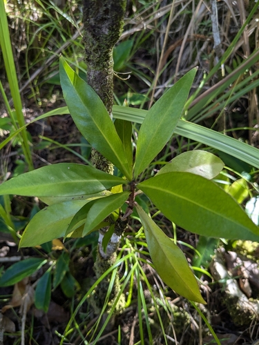 Discocalyx megacarpa observed 2025-02-09