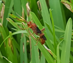 Trogomorpha arrogans