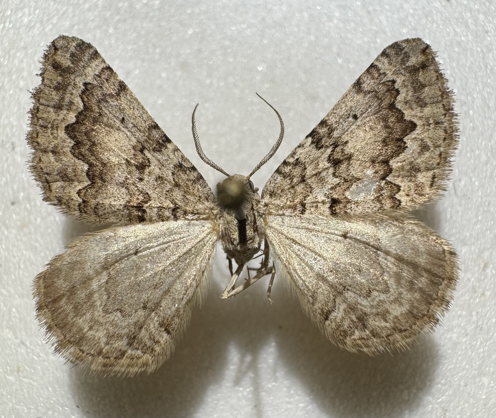 Scotopteryx perplexaria