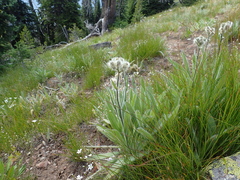 Hieracium cynoglossoides