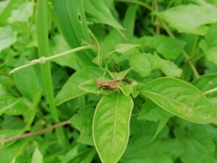Orthoptera