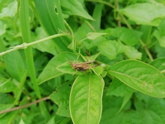 Orthoptera
