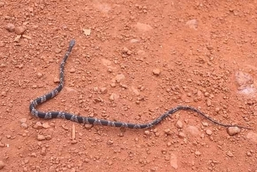 Photo of a Common Spotted Night Snake (Siphlophis leucocephalus)