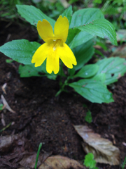 Erythranthe dentata