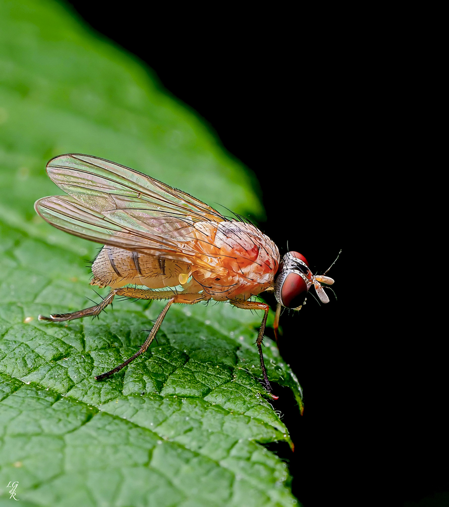 Pegomya geniculata