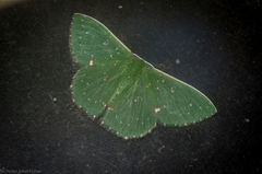 Prasinocyma iosticta