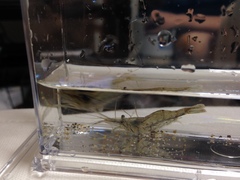 Macrobrachium nipponense