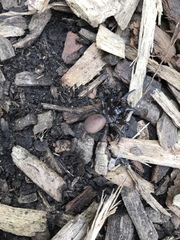 Antrodiaetus unicolor