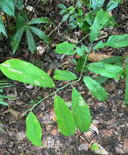 Passiflora pittieri, photograph 2