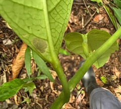 Passiflora pittieri, photograph chrisdt, CC BY, iNaturalist via GBIF