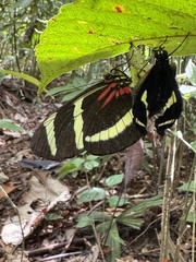 Passiflora pittieri, photograph chrisdt, CC BY, iNaturalist via GBIF