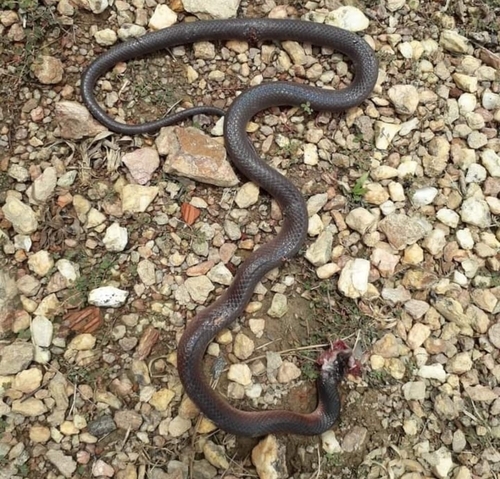 Photo of a Brazilian Mussurana (Mussurana quimi)