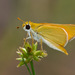 Orange Skipperling - Photo (c) Greg Lasley, some rights reserved (CC BY-NC), uploaded by Greg Lasley