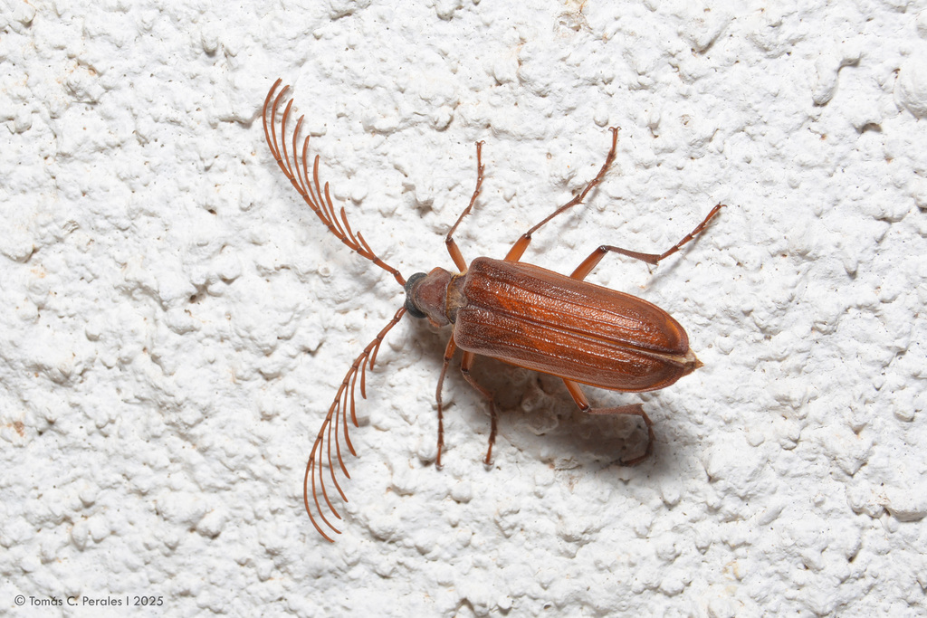 Pathocerus wagneri