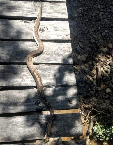 Photo of a Marajó Lancehead (Bothrops marajoensis)