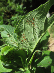 Uroleucon verbesinae