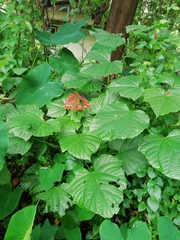 Clerodendrum paniculatum