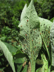 Uroleucon verbesinae