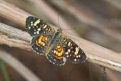 Phyciodes picta