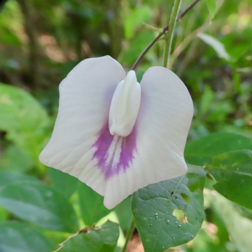 Sentro (Centrosema pubescens)