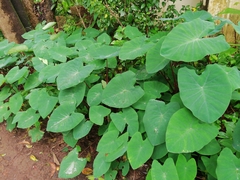 Colocasia esculenta
