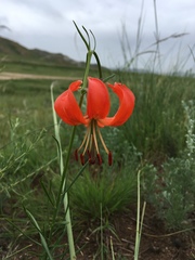 Lilium pumilum