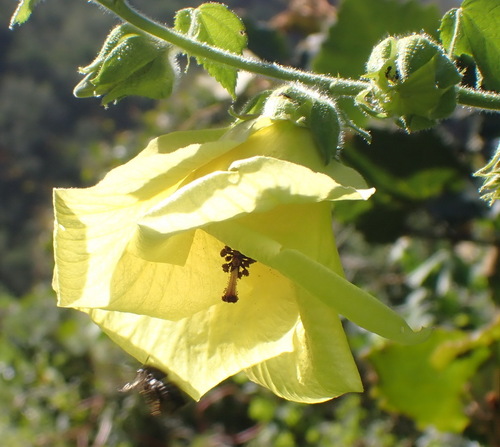 Hibiscus ludwigii, photograph 6