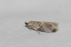 Acrobasis juglandis