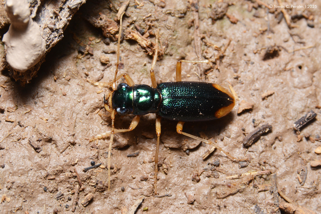 Tetracha brevisulcata