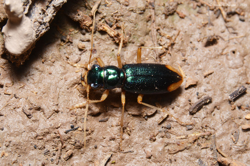 Tetracha brevisulcata