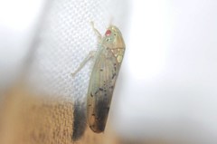 Ponana quadralaba