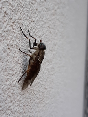 Tabanus limbatinevris